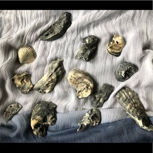 Earth Tone Seashells